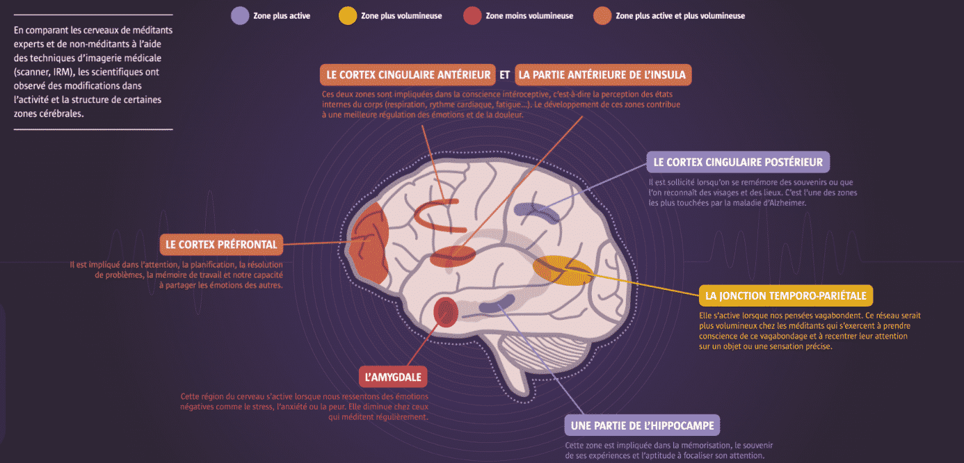 Schéma des zones du cerveau qui bénéficient d'une pratique régulière de méditation